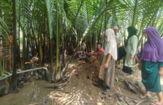 Potensi Nipah dan Harapan Hadirnya Pabrik Garam di Gampong Lhok Pawoh Abdya