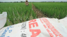 Petani Abdya Mulai Kesulitan Mendapatkan Pupuk Subsidi
